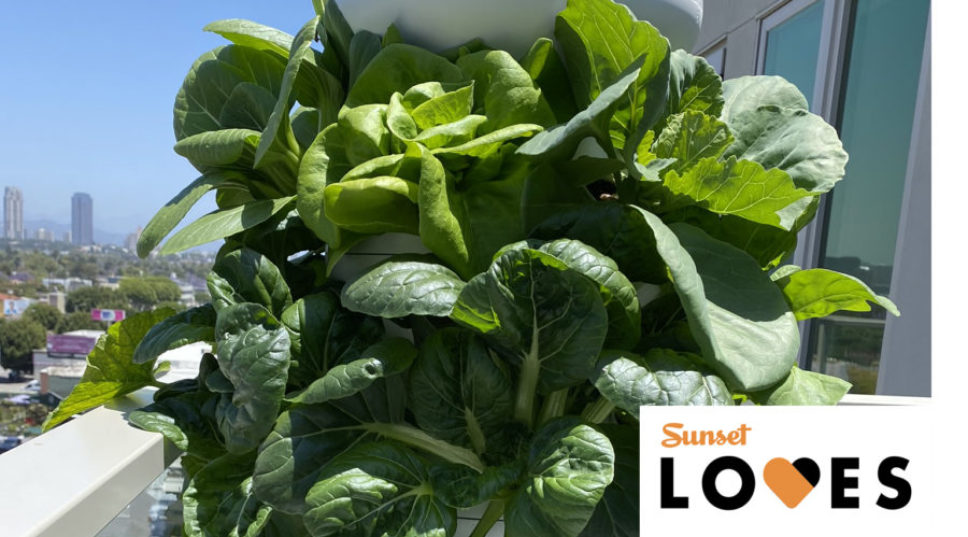 Sunset Loves: I Tried Vertical Gardening and Now the Neighbors Love Me