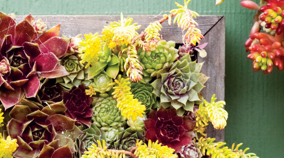 These Water-Wise Container Plants Make It Look Easy (and Make It Look Good)