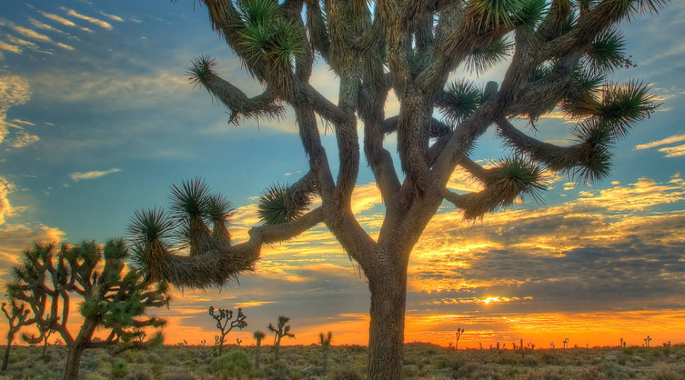 10 Crazy Beautiful Places You Have to See in Joshua Tree