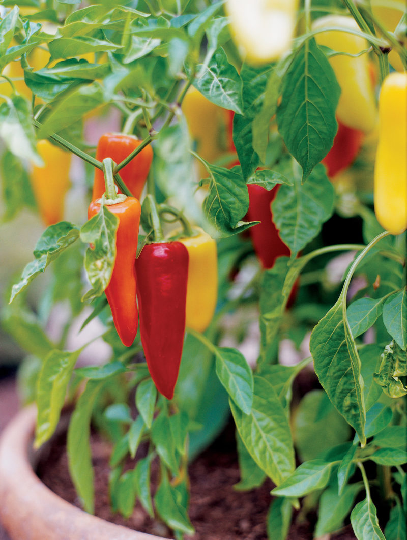 Our top picks for veggies and fruits to grow at home, from tomatoes to