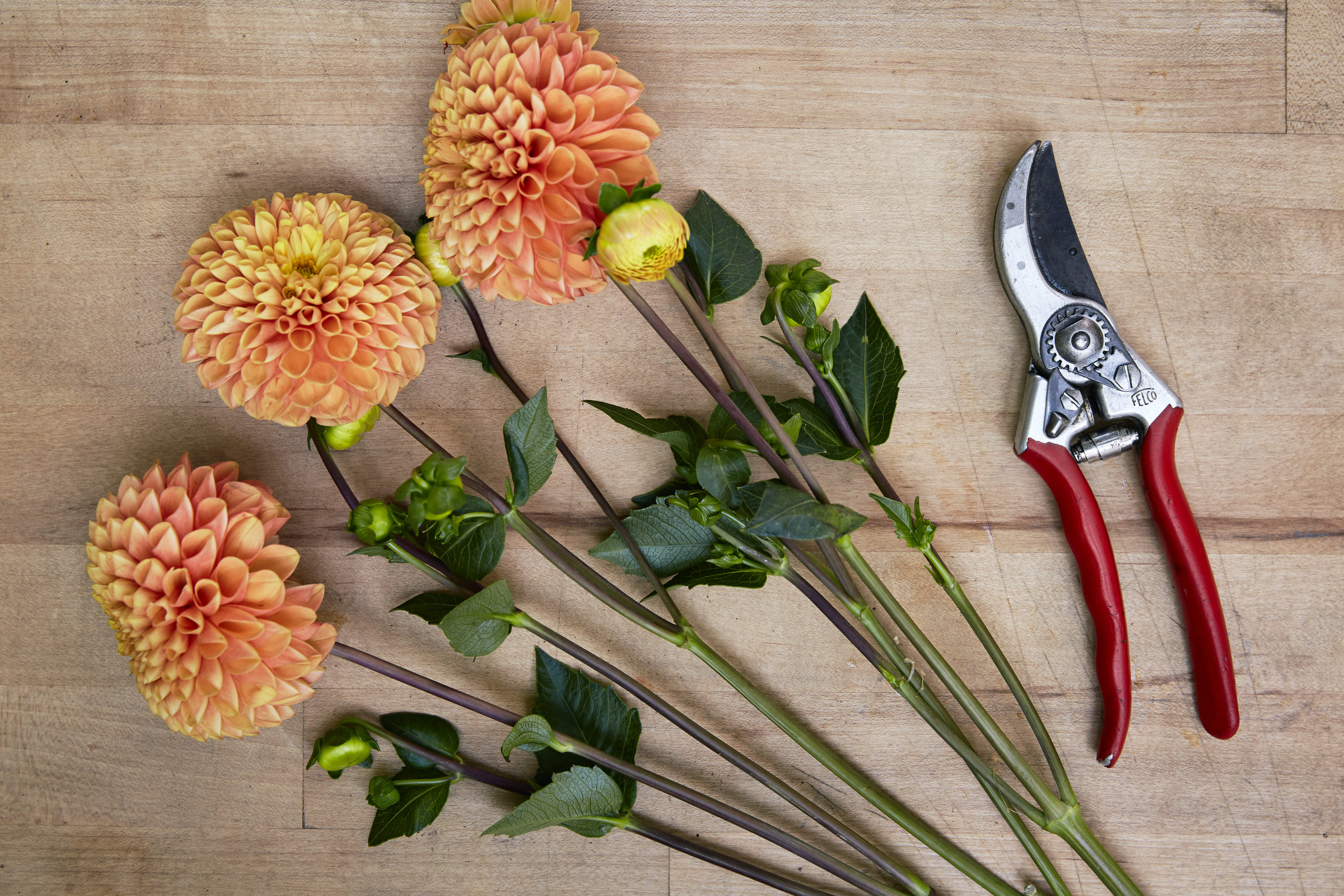 How to Clean Garden Pruners and Keep Them in Tip-Top Shape