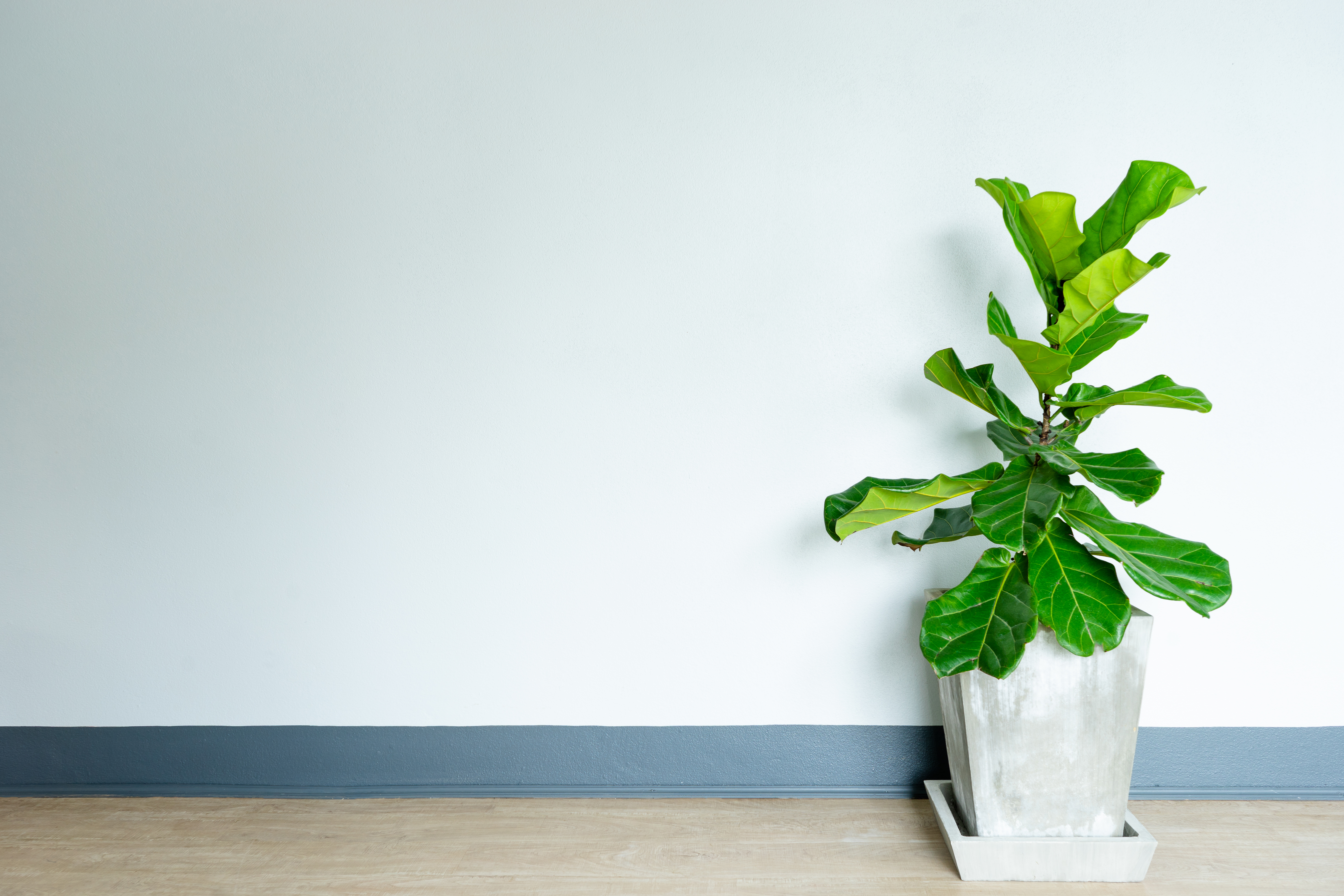 foliage houseplants