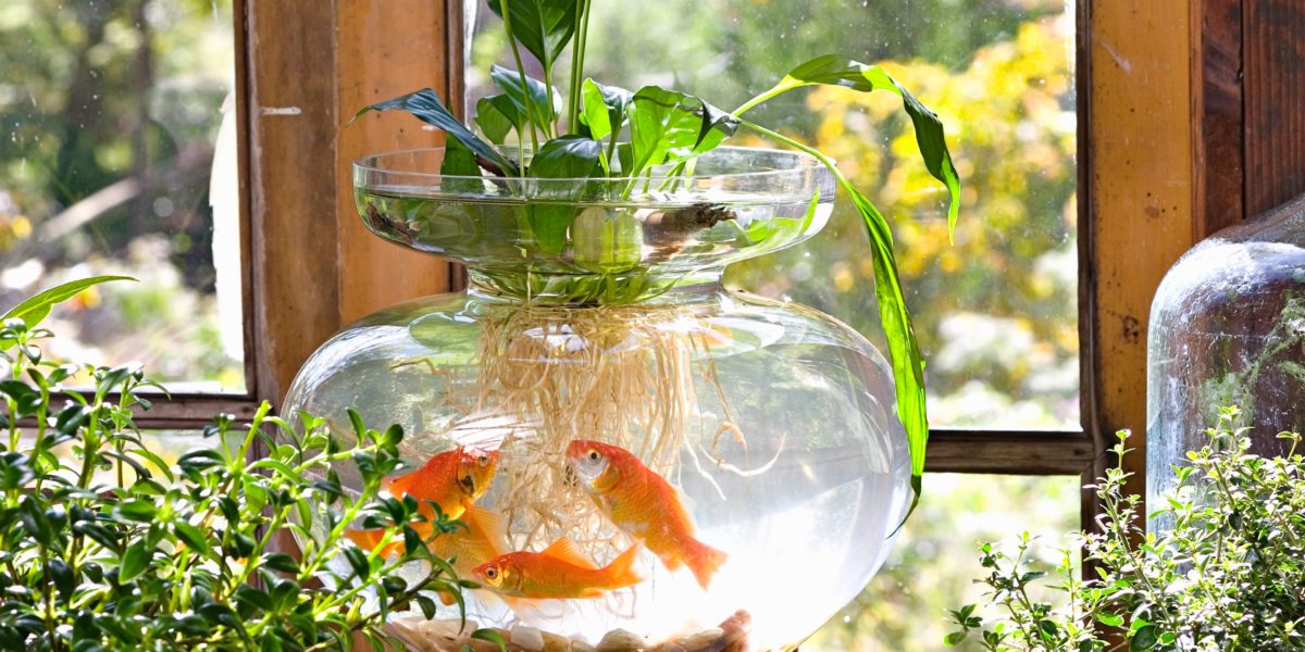 indoor water garden