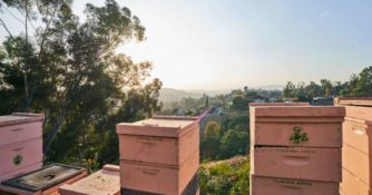 Hives on a Hill
