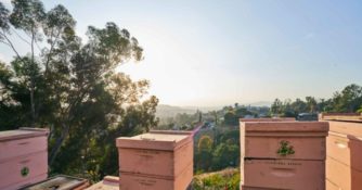 Hives on a Hill