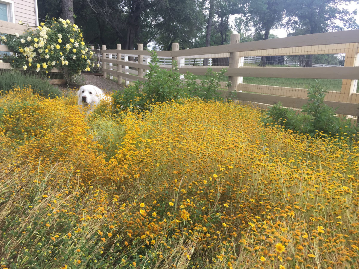 Dog in Garden with Wildflowers