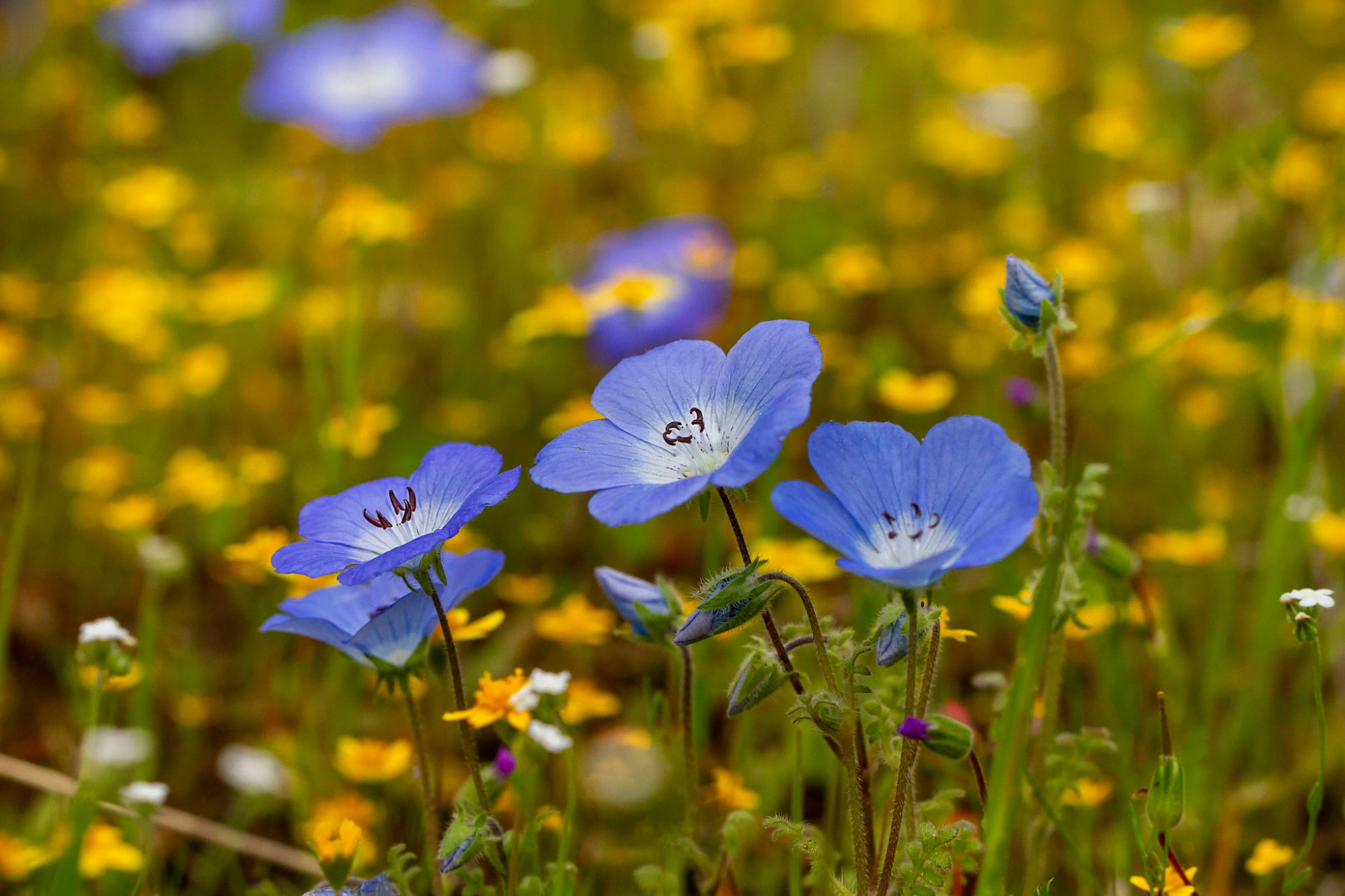 How to Create a Super Bloom in Your Own Garden with Native Wildflowers