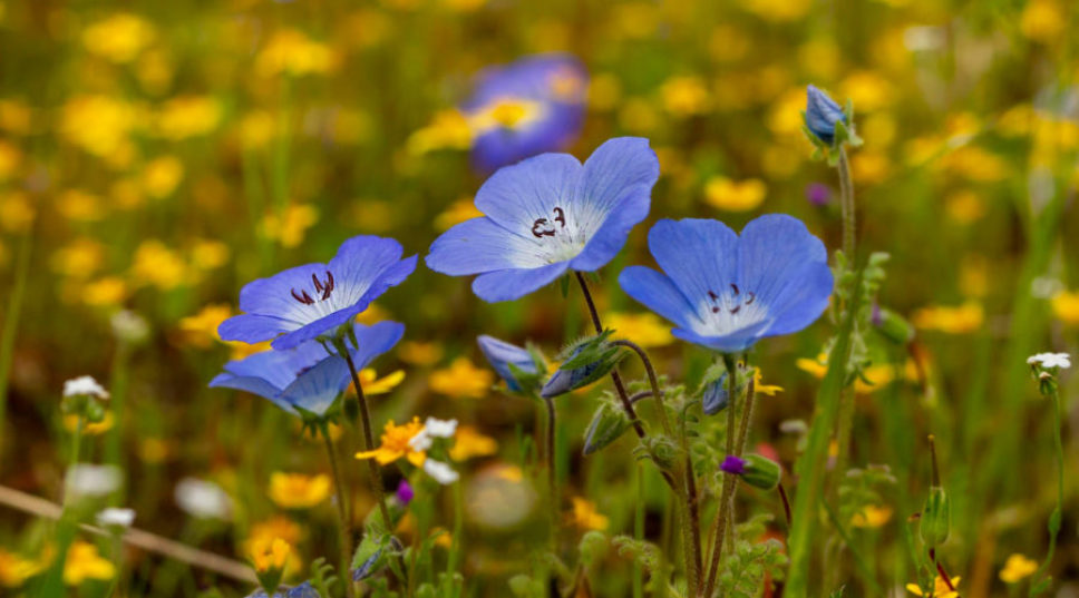 Yes, You Can Create a Super Bloom in Your Own Yard This Year—But Hurry Before It's Too Late