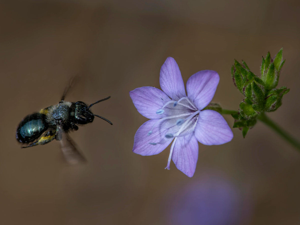 Bee Pollinating a Purple Flower