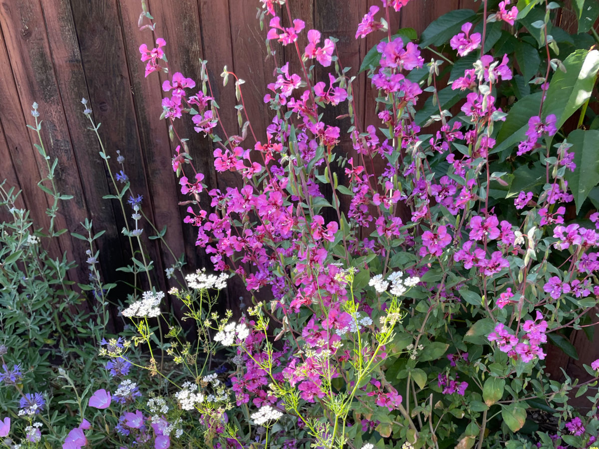 Wildflowers by Fence