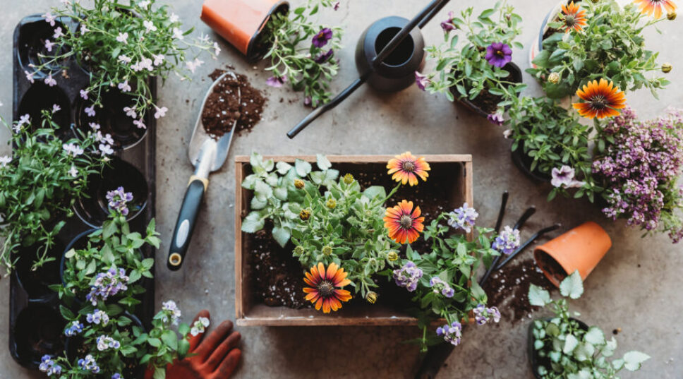 These Apps Will Help You Become a Better Gardener