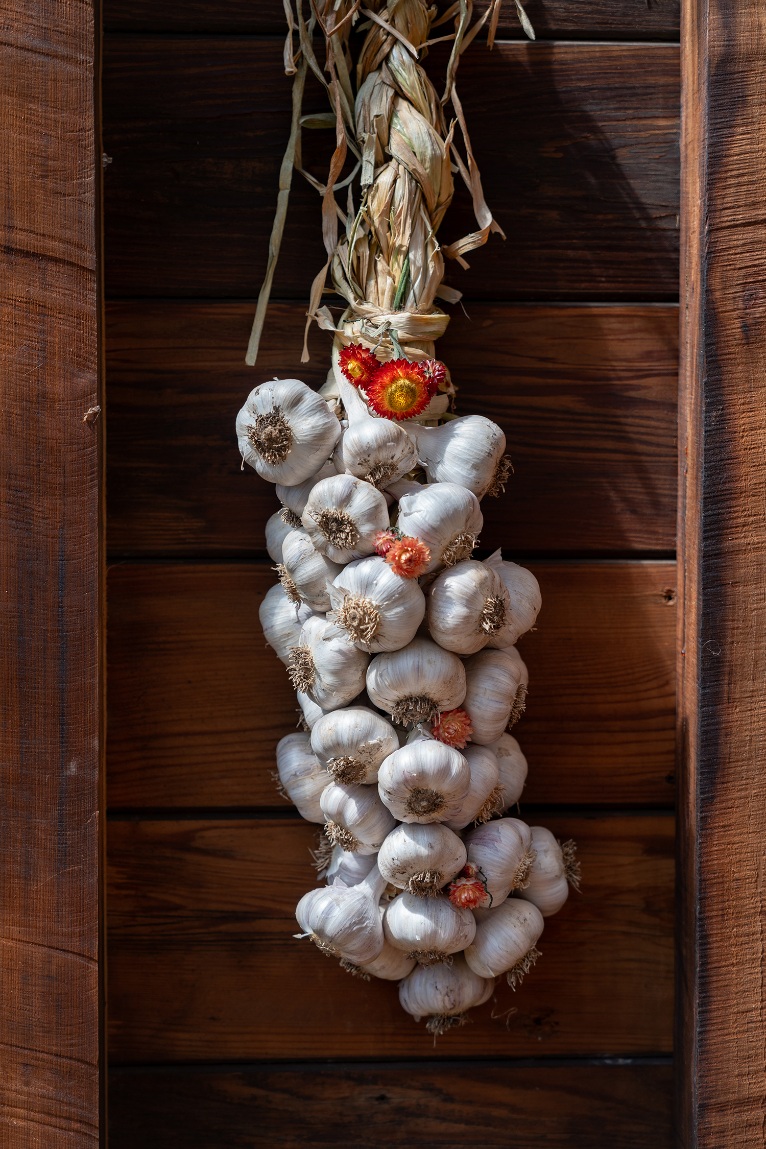Garlic San Geronimo Greenhouse