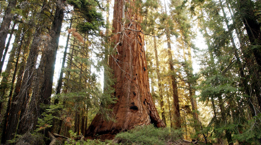 Giant Sequoia National Monument, CA