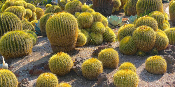 Considering a Low-Water Cactus Garden? This Is What You Need to Know First