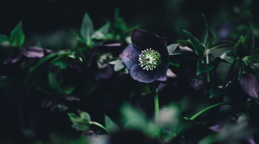 Stunning Black Flowers to Add a Dramatic Mood to Your Garden - Sunset