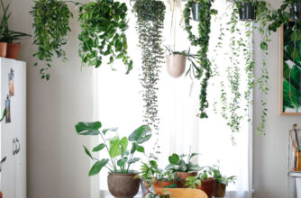 Houseplants in Dining Room
