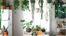 Houseplants in Dining Room