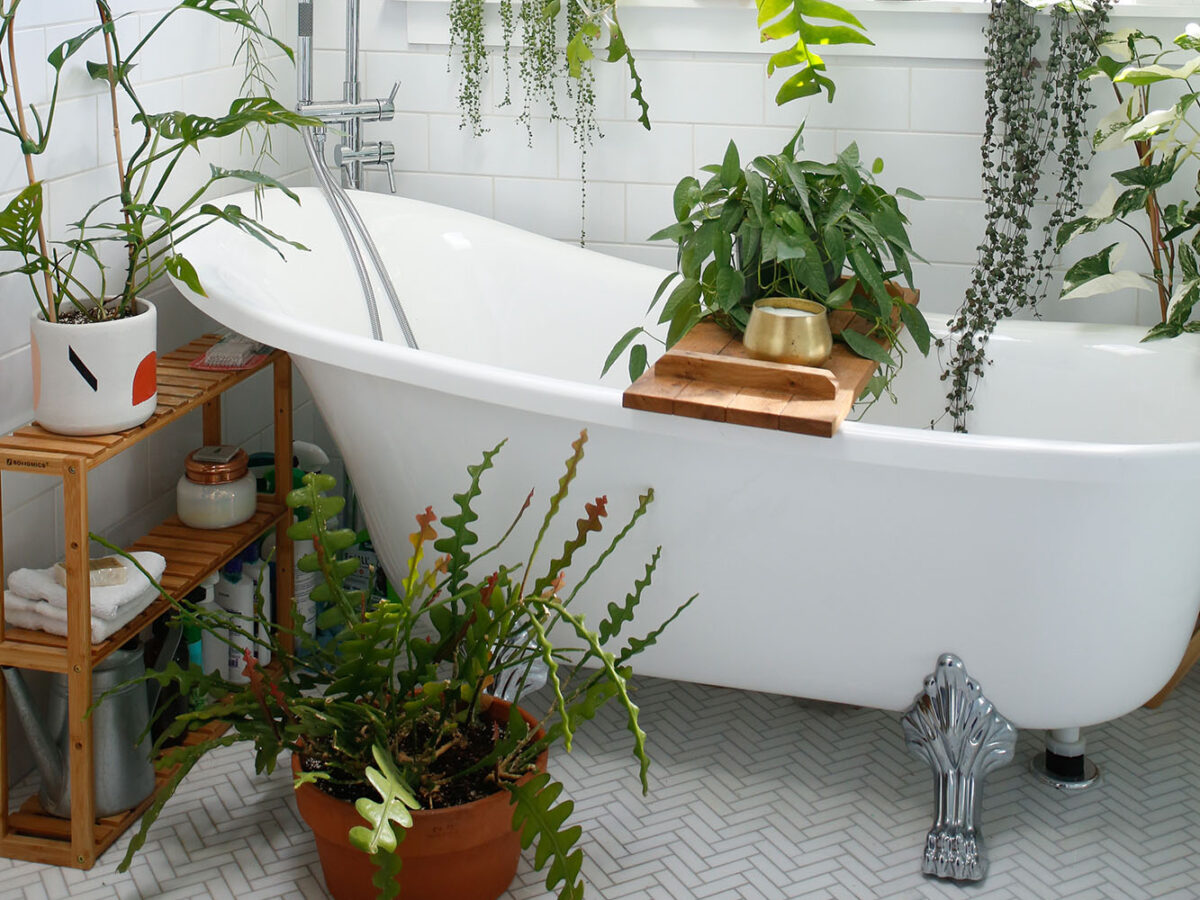Houseplants in Humid Bathroom