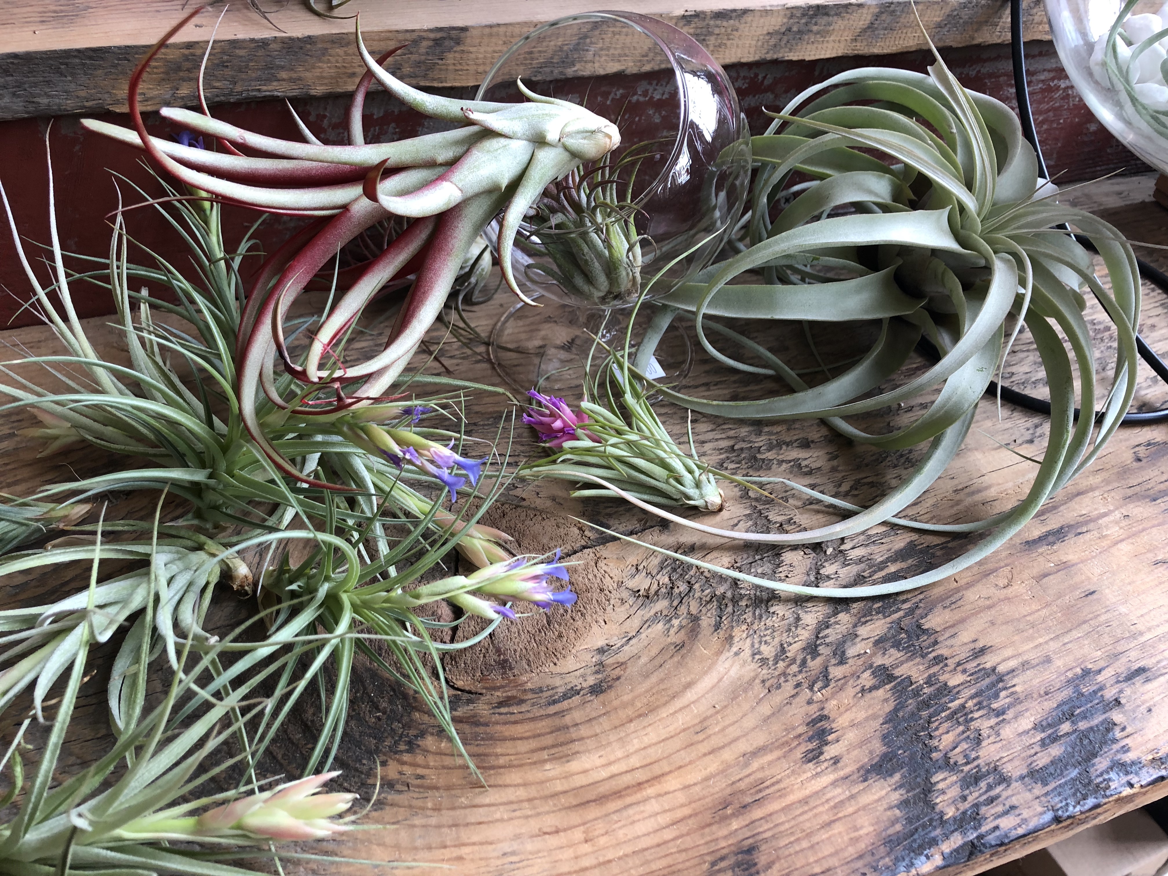 Air plant winter care