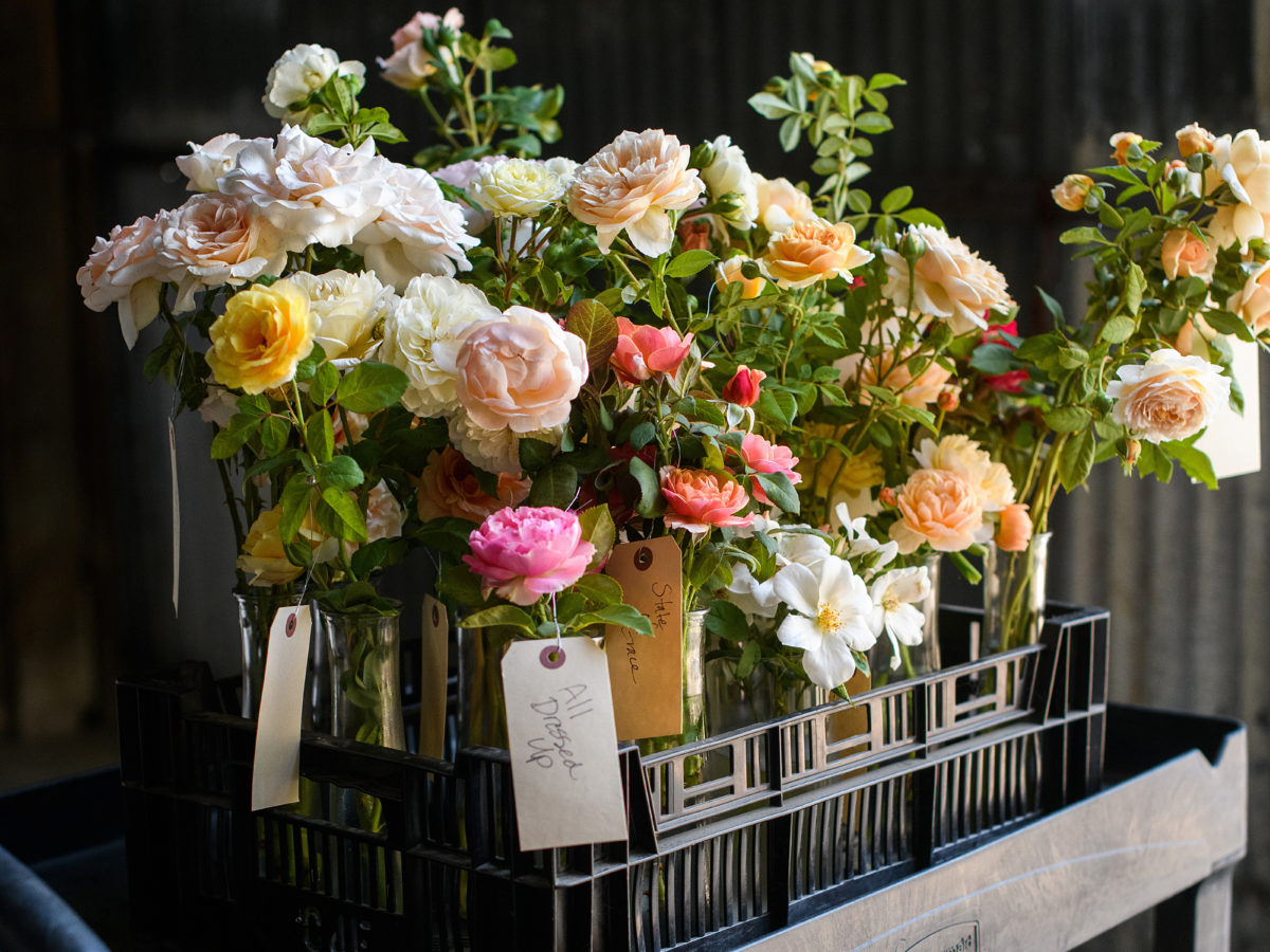 Roses in carts