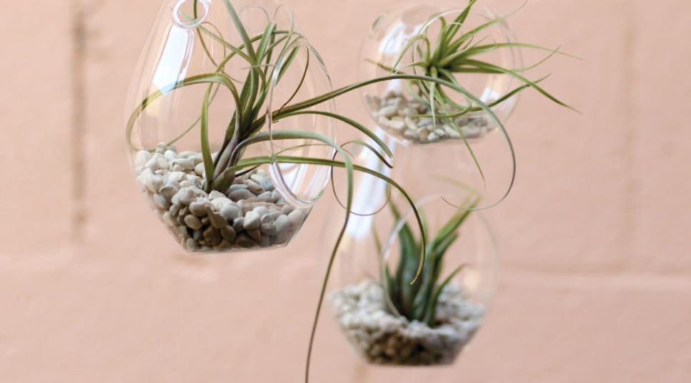 How to Make a Hanging Air Plant Globe