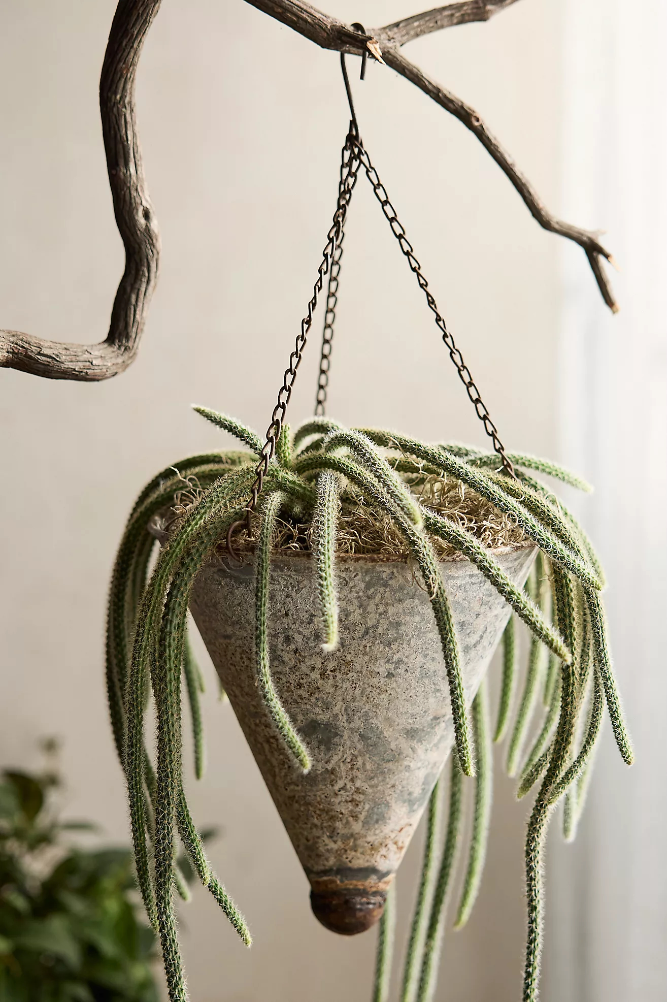 Hanging Cone Pot