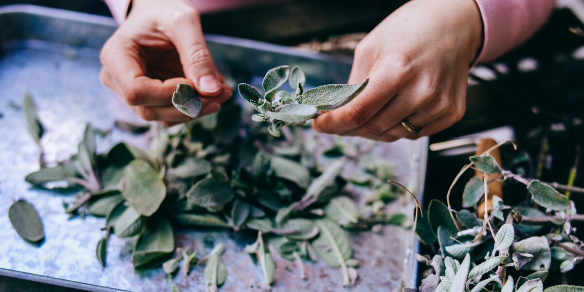 Harvesting Sage Salvia Garden