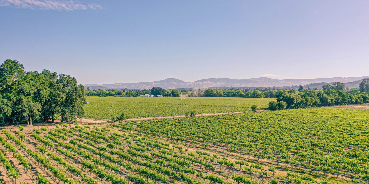 Healdsburg Vineyards