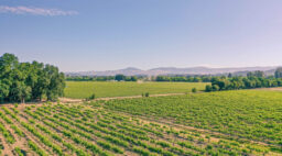 Healdsburg Vineyards