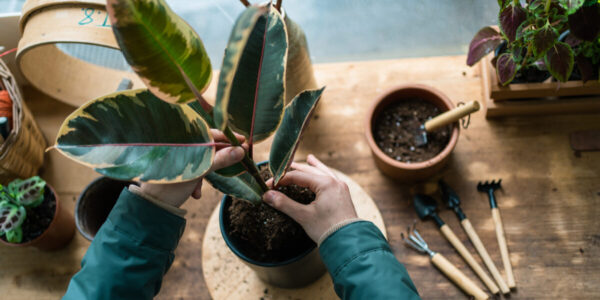 Everyone Needs a Houseplant Emergency Kit. Here’s How to Build One.