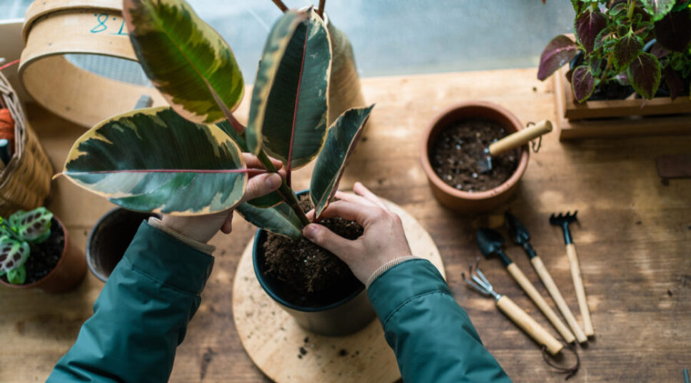 Everyone Needs a Houseplant Emergency Kit. Here's How to Build One.