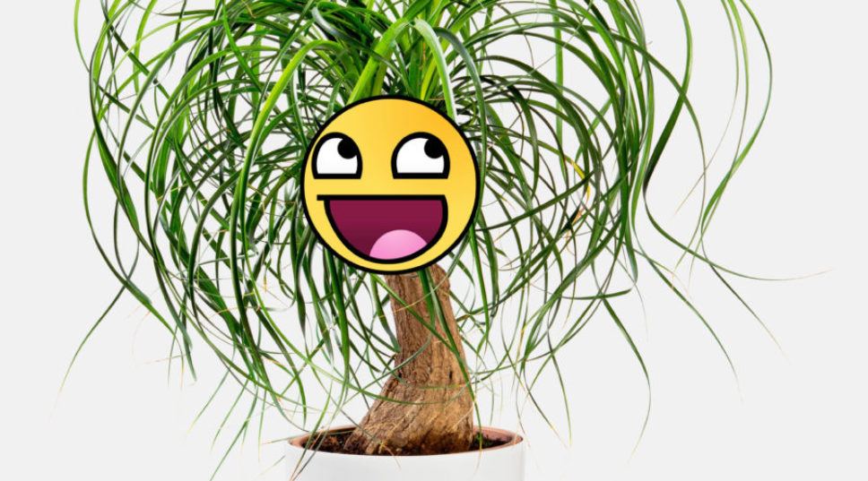 Plant Parents Rejoice: A New Houseplant Emoji Is Coming Soon