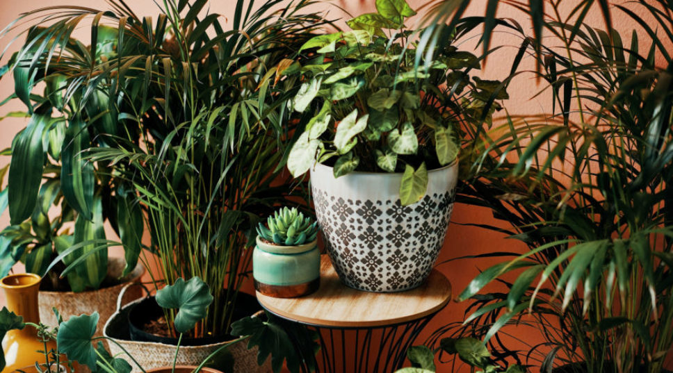The 2023 Plant of the Year Is a Two-Toned Wonder—Is It Right for Your Home?