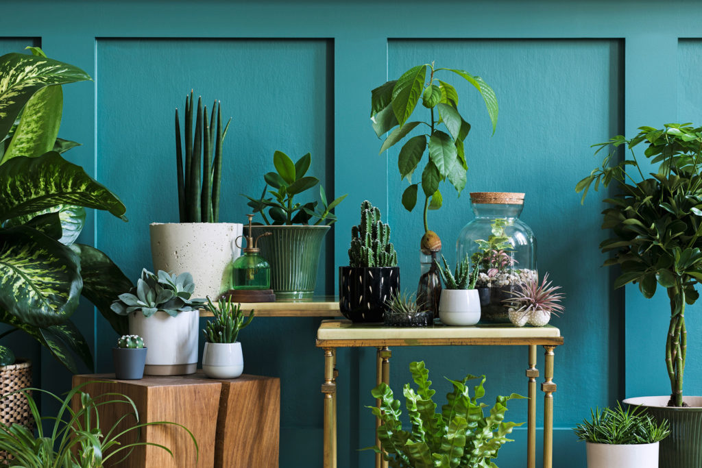 Indoor plants in the living space