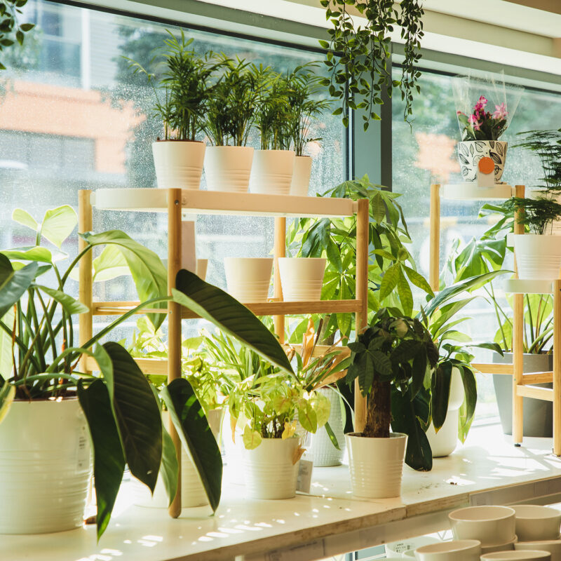 This Long-Lasting Tree Is the 2026 Plant of the Year