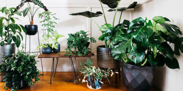Everyone on Instagram Is Obsessed with These Houseplants