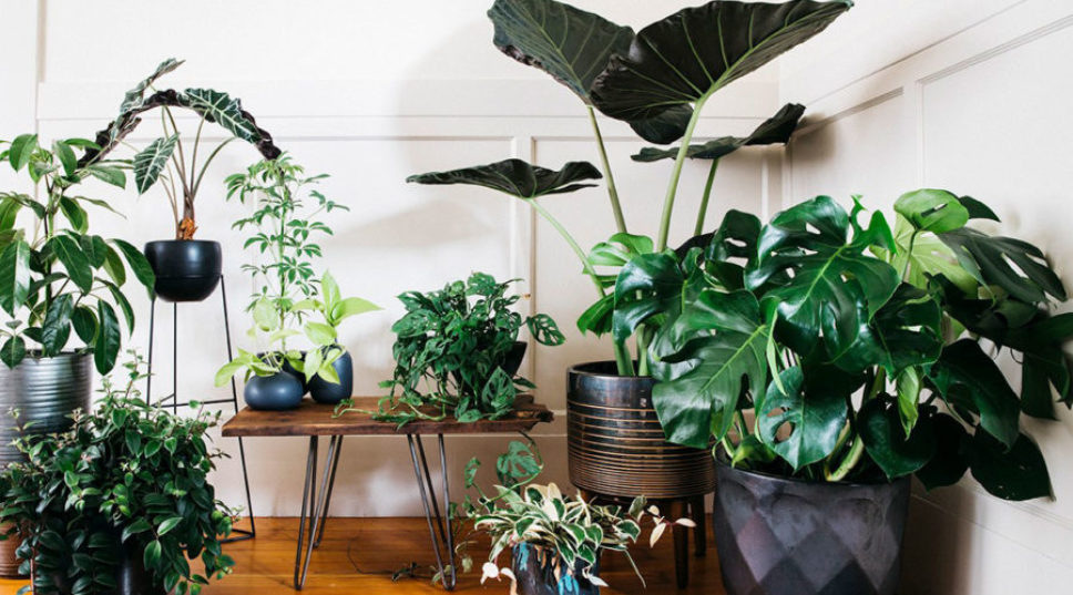 Everyone on Instagram Is Obsessed with These Houseplants