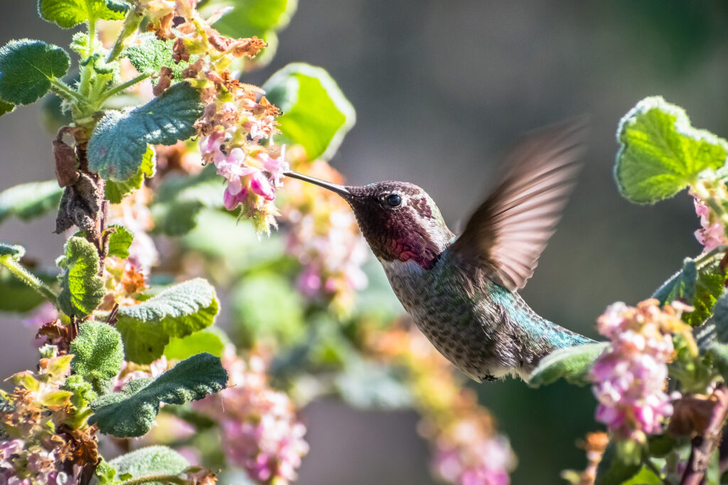 Hummingbird Chaparral Currant