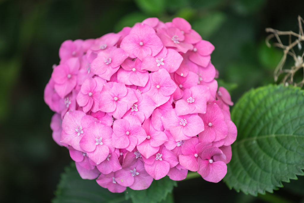 These LowPollen Plants Won’t Trigger Your Allergies Sunset Sunset