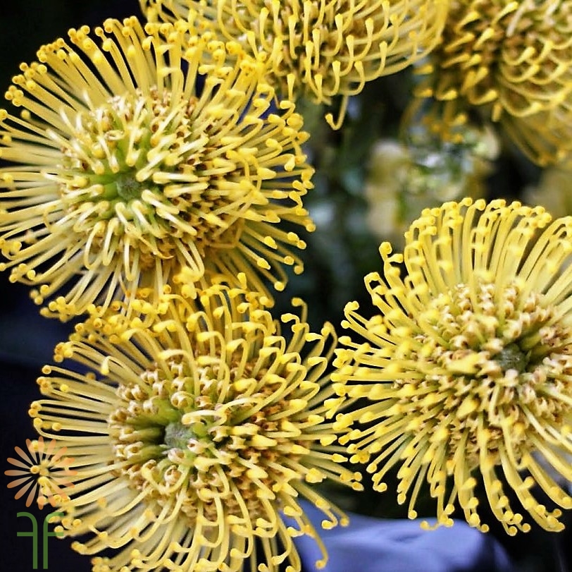 Yellow Protea