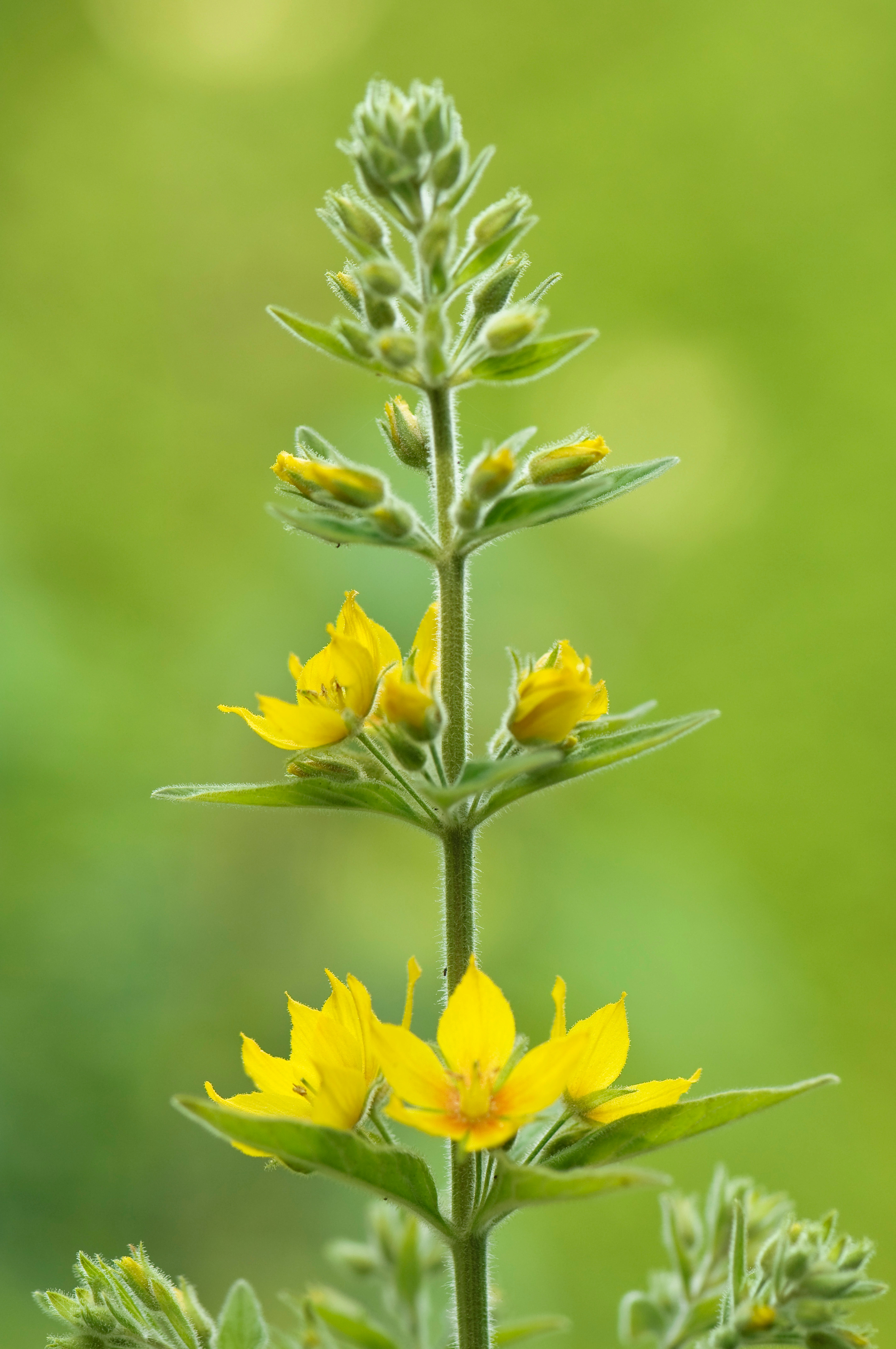 Invasive Plants to Avoid in Your Garden Sunset Magazine