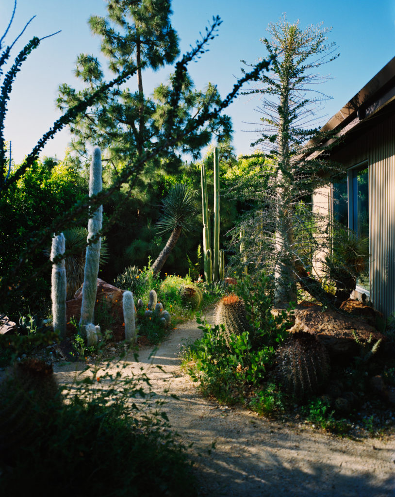 cactus-maximus-garden-agency-2021-05