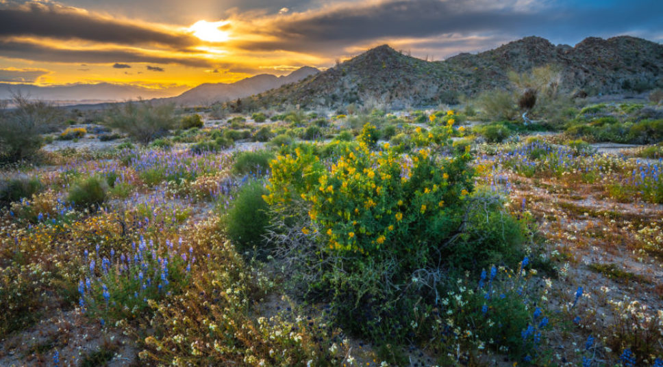 Waterfalls, Wildflowers, and Waves of Sand: 10 National Parks That Shine in Spring