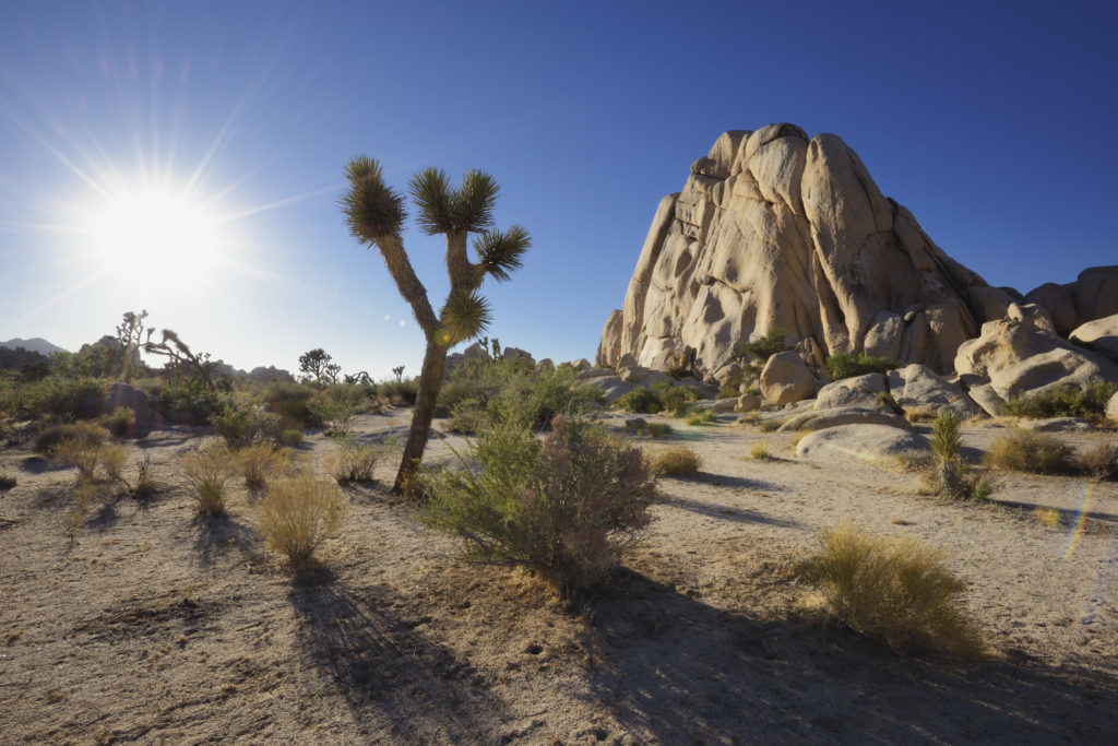 SoCal Desert Stunners at Joshua Tree National Park, CA