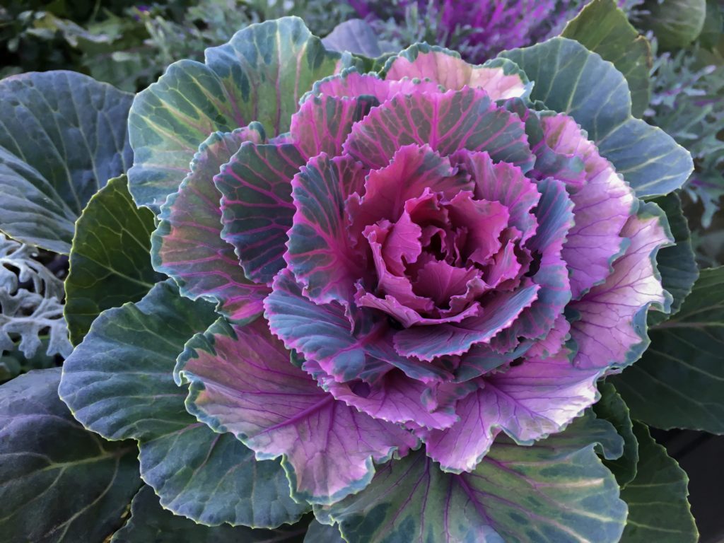 Red Flowering Kale