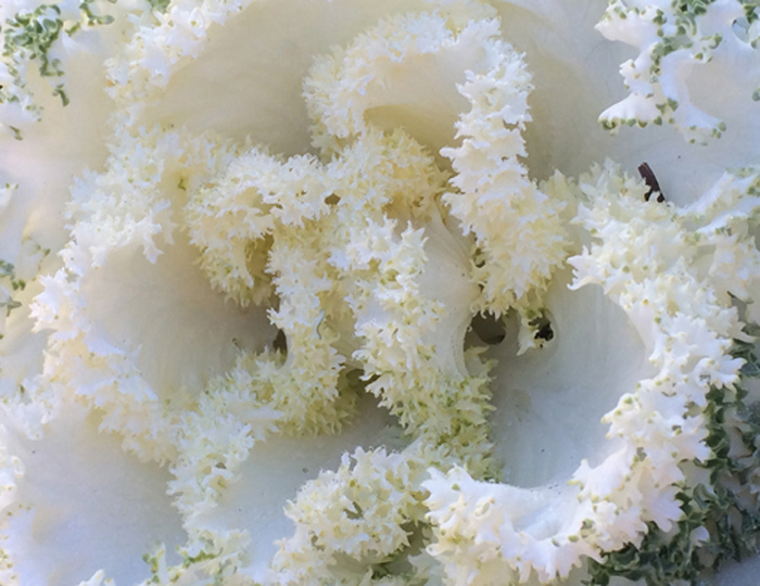 White Flowering Kale