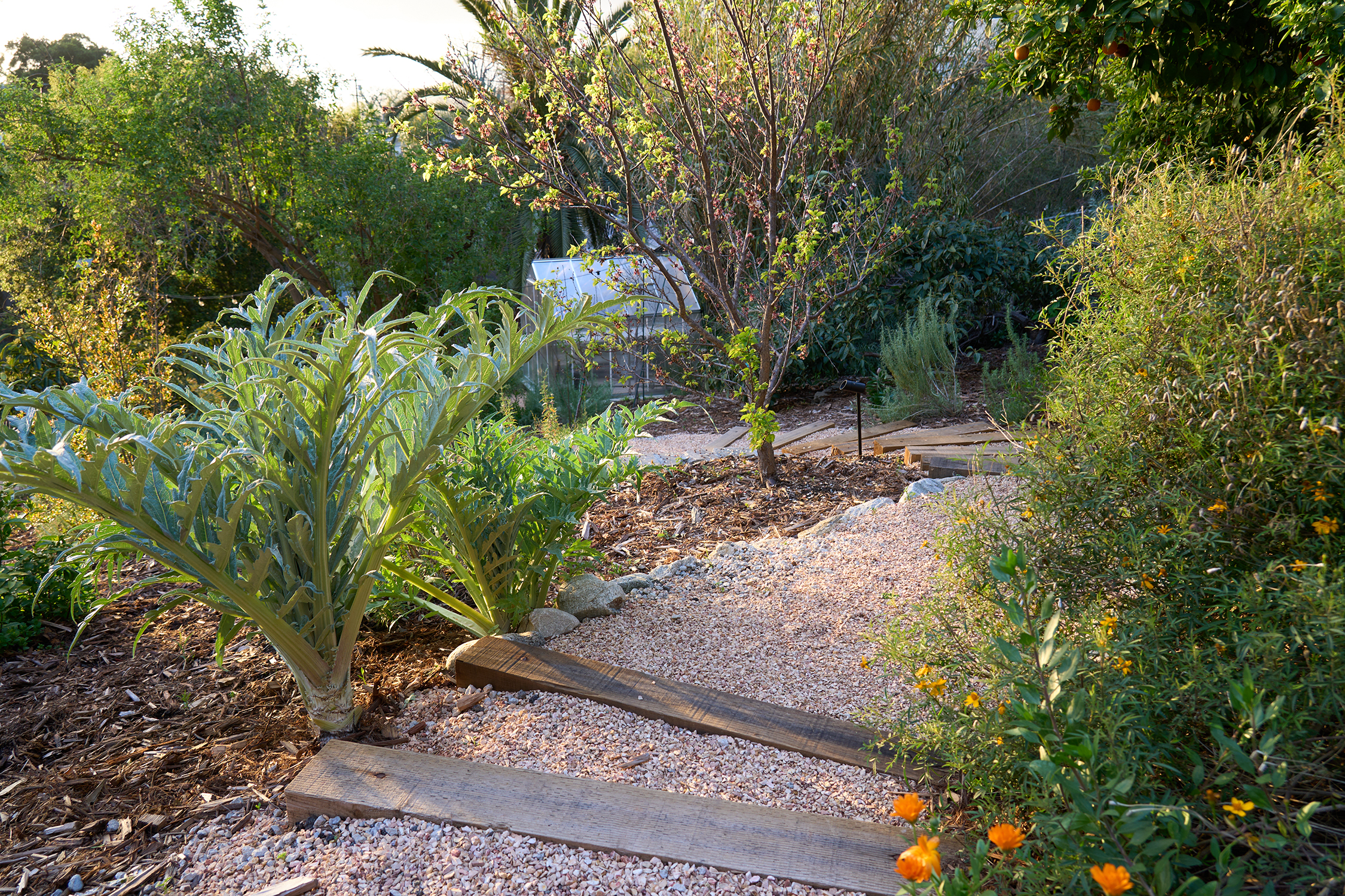 What You Need to Know About Watering Your Native Plants This Summer - Vimarsana News
