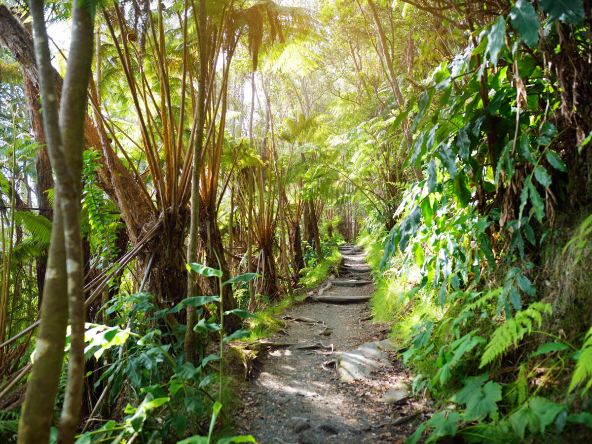 Kilauea Iki Trail in Volcanoes National Park