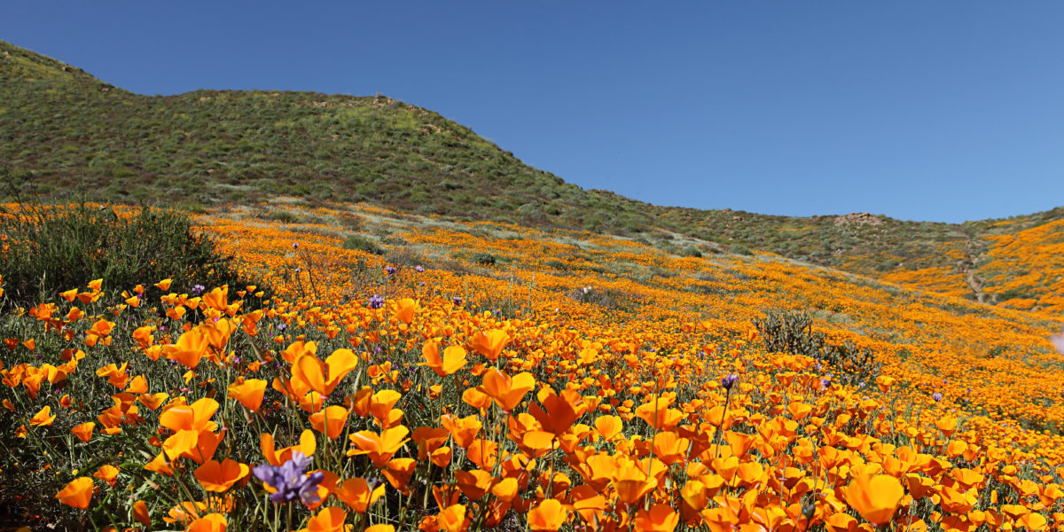 Lake Ensinore, CA Poppy Super Bloom