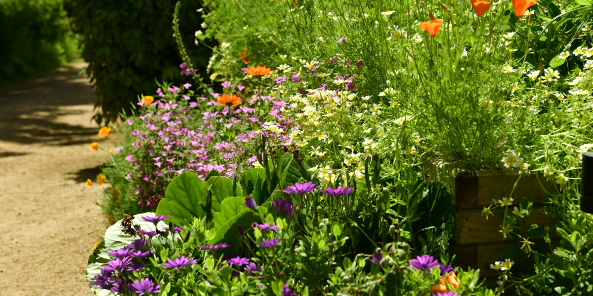 Jersey U.K. flower bed with California poppies